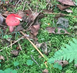 red-mushroom